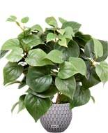Philodendron artificiel en pot H 35 cm très dense