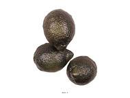 Citron vert artificiel en lot de 3 en Plastique soufflé H 80x60 mm