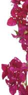 Branche de Bougainvillier artificielle H 83 cm D 20 cm Rose fushia tige armée