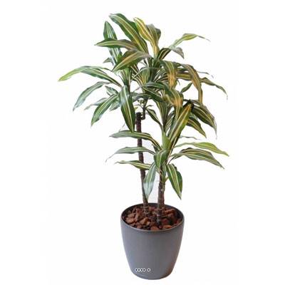 Dracaena artificiel 3 têtes H 90 cm en pot vert-jaune