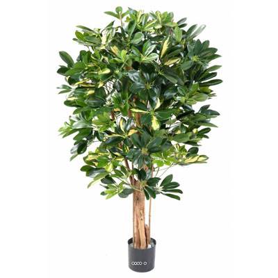 Superbe schefflera artificiel en pot multitroncs H 110 cm Vert-jaune