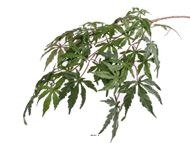Branche Acer Erable artificielle 70 cm 36 feuilles Vert FEU RETARDANT