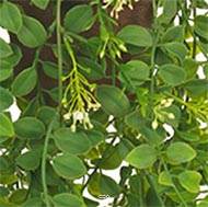 Pilea artificielle en pot L 50 cm très originale en suspension