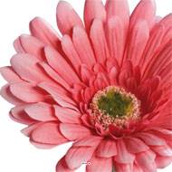 Gerbera artificiel, H 56 cm - D 11 cm superbe Rose