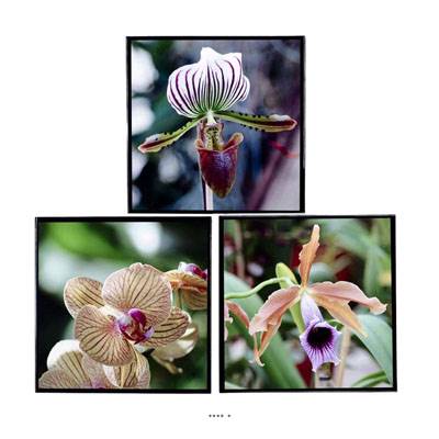Tableaux Peinture X3 Orchidees L 40 x 2 50 x H 40 cm