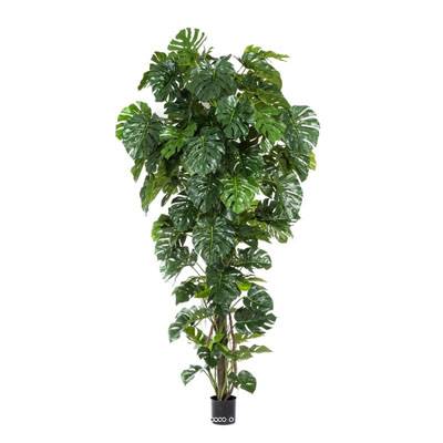 Superbe philodendron Monstera tropical haut 156 feuilles en pot H 280 cm top