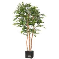 Acacia artificiel eco 4 troncs Naturels en pot H 200 cm Vert