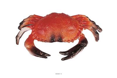 Crabe artificiel en Plastique soufflé L 200x130 mm