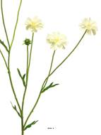 Centaurée artificielle, 3 ramures, H 64 cm Crème - BEST