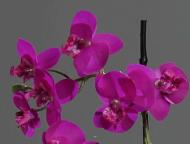 Orchidée phalaenopsis artificielle en pot céramique, H 30 cm Pourpre