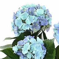 Hortensia artificiel 3 têtes en piquet pour extérieur H 45 cm Lavande