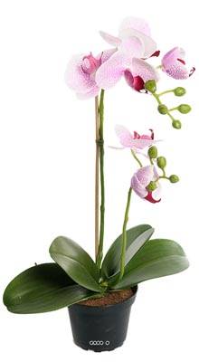 Orchidee artificielle 2 hampes en pot H 40 cm touché réel Rose-crème