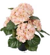 Hortensia en pot artificiel lest H 40 cm 5 superbes ttes Rose-crme