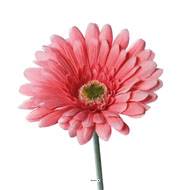 Gerbera artificiel, H 56 cm - D 11 cm superbe Rose