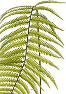 Branche de fougère artificielle H 109 cm plastique D 25 cm