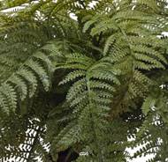 Fougère des forets artificielle en pot, H 40 cm, D 68 cm feuillage en plastique
