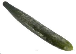Concombre factice lgume artificiel D 4 cm et Longueur 26 cm