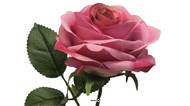 Rose factice Paris H64cm tête D9cm 12 feuille tissu Rose soutenu BEST