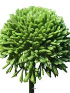 Allium artificiel en tige H 45 cm Vert - BEST