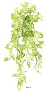 Chute de syngonium artificiel H 80 cm Vert