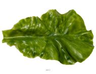 Feuille de salade Laitue Verte  L 16 x 10 cm, 9g en Latex -  Ultra-Réaliste – Effet Réel