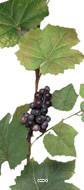 Guirlande de vigne artificielle 180 cm avec 4 grappes de raisin