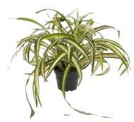 Chlorophytum plante artificielle en pot H 35 cm trs dense