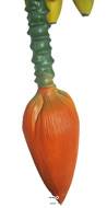 Régime de banane artificiel avec sa fleur L 66 cm