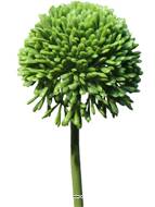 Allium artificiel en tige H 45 cm Vert - BEST