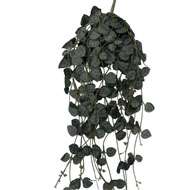 Chute de ceropegia artificiel, 258 feuilles H 70 cm