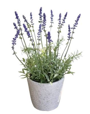 Lavande decorative artificielle superbe de realisme H 36 cm D 20 cm