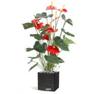 Anthurium artificiel en pot H 75 cm Lg 40 cm 9 superbes fleurs