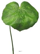 Feuilles de Galax artificielles, en lot de 12, D 20 cm - BEST