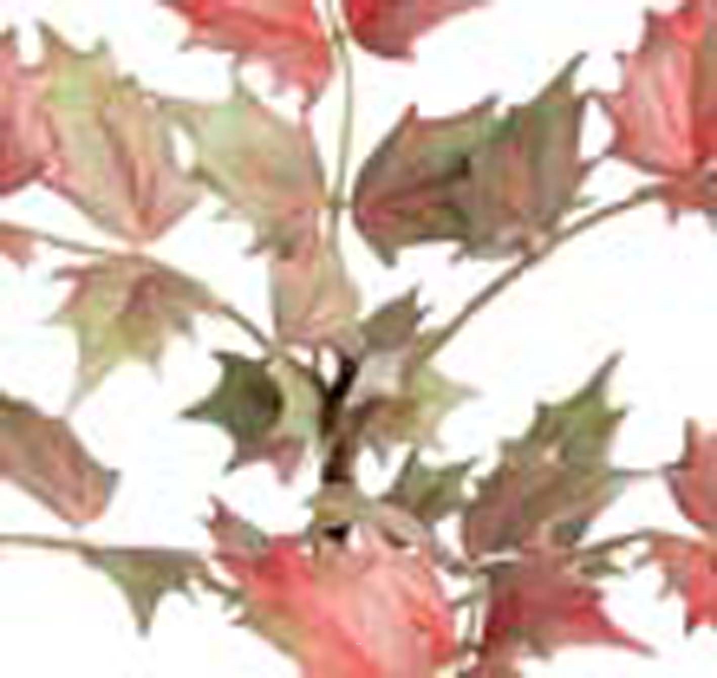 Branche de Mahonia artificielle H 70 cm D 35 cm 6 grandes feuilles vert rose