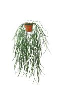 Hoya linearis artificielle en pot H 70 cm trs originale suspension