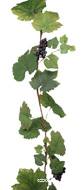 Guirlande de vigne artificielle 180 cm avec 4 grappes de raisin
