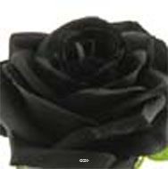 Rose artificielle Paris H 64 cm Superbe tete D 9 cm 12 feuilles en tissu - BEST Noir