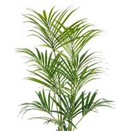 Palmier Kentia artificiel H 200 cm 192 feuilles artificielles