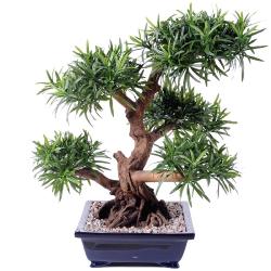Bonsa Podocarpus Artificiel H 70 cm D 60 cm en pot