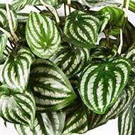 Peperomia artificiel Vert Blanc 30 cm 52 feuilles en piquet