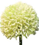 Allium artificiel en tige H 45 cm Crème - BEST