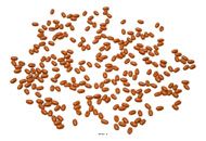 20 grammes Grains de Blé Artificiels : Décoration Factice pour scènes champêtres