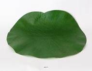 Lotus Nenuphar sous assiette Vert D 29 cm dcoration