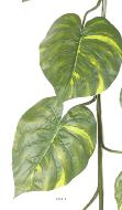 Guirlande géante de pothos artificiel H 180 cm D 55 cm superbe