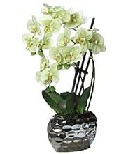 Orchidée factice 3 hampes en pot céramique Argent H55cm Crème vert