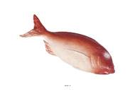 Daurade artificielle Rouge en Plastique soufflé L 360x130 mm