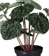 Peperomia plante factice en pot lesté H20cm D20cm dense & qualité Vert