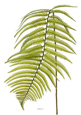 Branche de fougère artificielle H 109 cm plastique D 25 cm