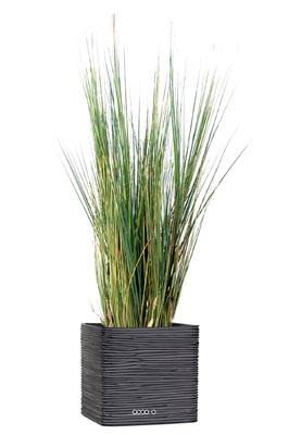 Isolepsis artificiel Graminée Herbe d'eau H 125 cm en pot