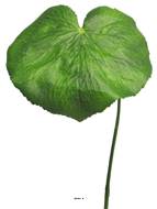 Feuilles de Galax artificielles, en lot de 12, D 20 cm - BEST